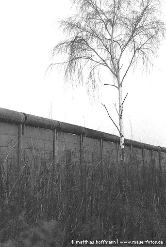 Mauerfoto: Birke am Beton aus Staaken