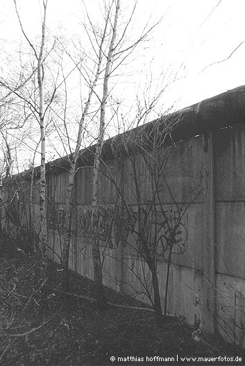 Mauerfoto: Birken an Beton aus Marienfelde