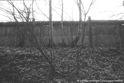 Mauerfoto: Birken an Beton aus Lichtenrade